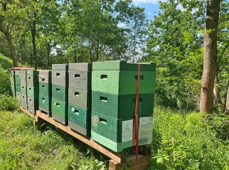 Hier stehen unsere Bienen im WeltWald Harz auf einem unserer drei Stände.