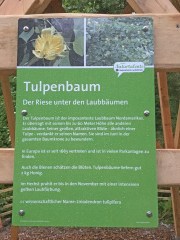 Der Tulpenbaum ist der imposanteste Laubbaum Nordamerikas. 